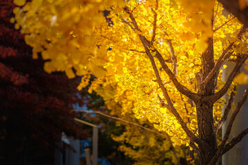 A beautiful autumn city, the sun shining on the golden ginkgo branches.