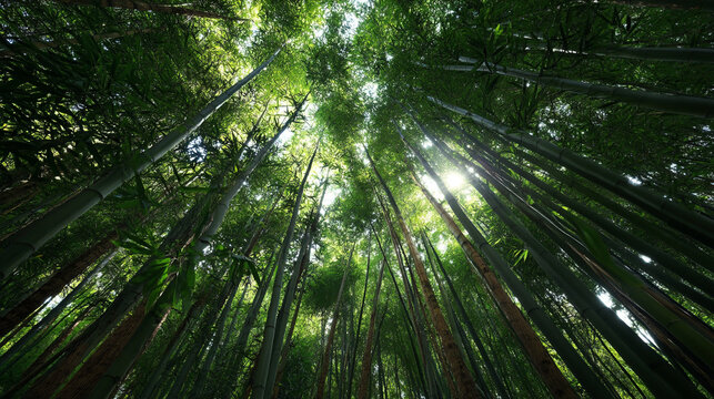 Looking up through a dense bamboo forest with sunlight shining through leaves - Powered by Adobe