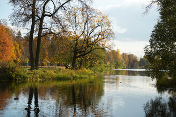 Autumn landscape with a pond and bright yellow trees on the river bank.