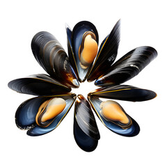 Arrangement of open mussels on a stark black background view