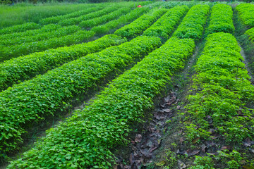 Lush Green Rows of Cultivated Crops Growing in an Agricultural Field