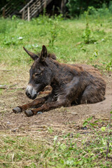 Liegender Esel in seinem Gehege