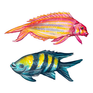 Golden threadfin, Nemipterus virgatus, and angelfish. Watercolor painting depicting fish on a white background.
