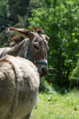 Esel in ihrem Auslauf Gehege