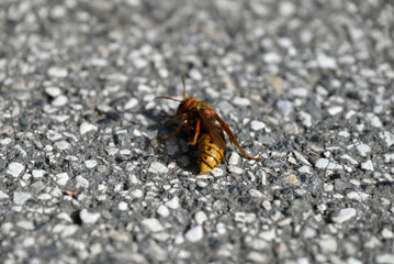 Details of dying european hornet. Vespa crabro lying on concrete street. Details and Close-up of floor and insect. One sees the wings, the abdomen, the tentacle, the eyes.