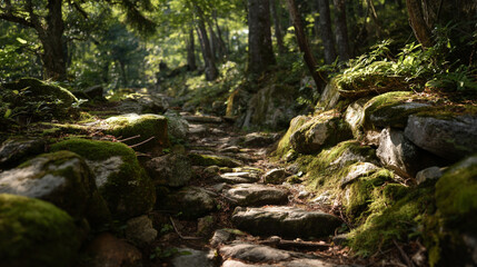 Mossy rocks line a forest path leading into the sunlit woods ahead scene