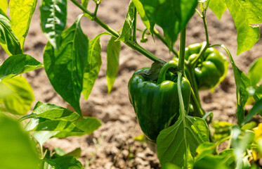 Varicoloured sweet peppers on a bush among green foliage. Organic farming concept.