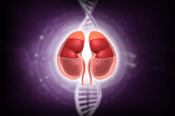 Human kidney anatomy with dna strand on scientific background. 3d illustration