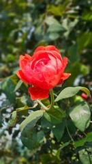 Orange rose in garden