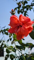 Orange rose  flower.