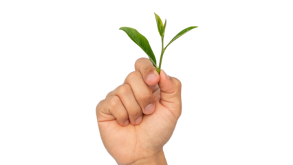 A man's hand holds green tea leaves.