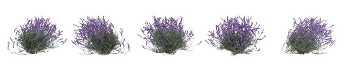 high-detail lavender shrubs with vivid purple flowers, ideal for landscaping visuals, garden illustrations, natural décor elements, and professional environmental designs.