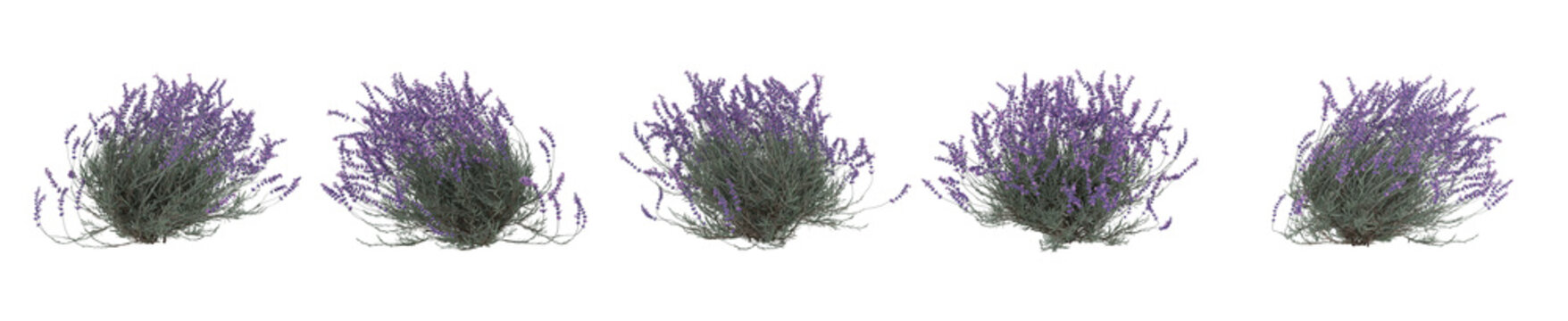 high-detail lavender shrubs with vivid purple flowers, ideal for landscaping visuals, garden illustrations, natural d&eacute;cor elements, and professional environmental designs.