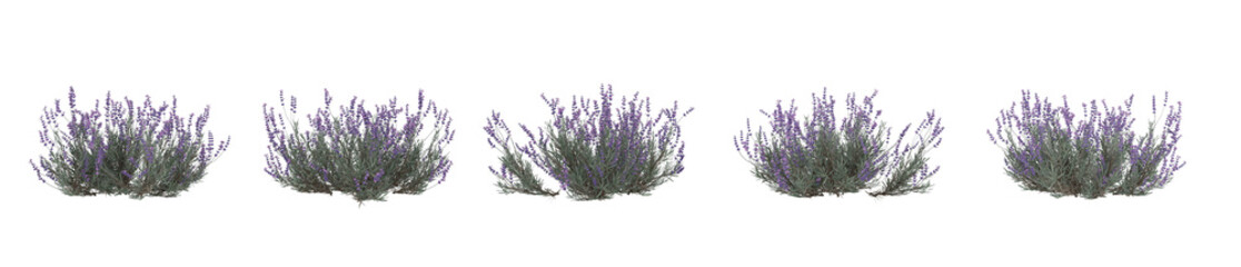 Realistic 3D render of lavender bush isolated on white background. Perfect for landscape visualization, eco design, and natural garden decor compositions.