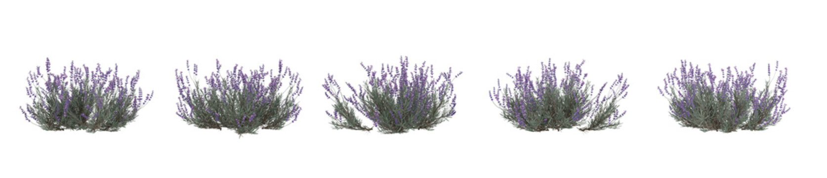 Realistic 3D render of lavender bush isolated on white background. Perfect for landscape visualization, eco design, and natural garden decor compositions.