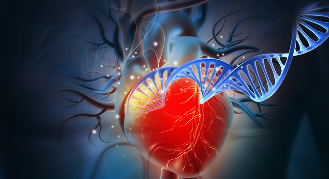 Human heart with dna strand. 3d illustration