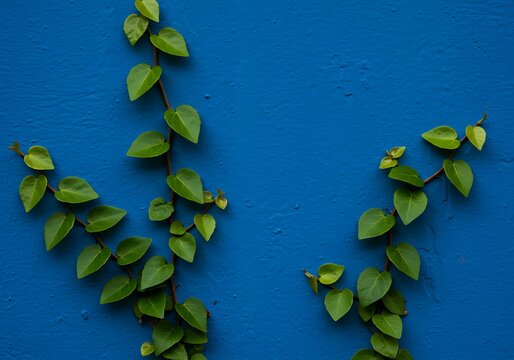 Vibrant Green Vines Climbing on a Bright Blue Wall.