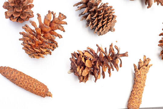 A top-down view of several dried brown pine cones, including open and closed varieties, scattered on a plain white background.