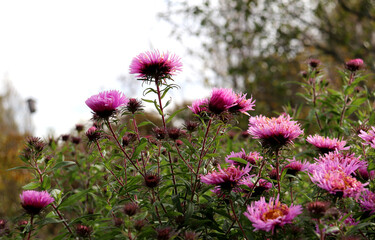 Half-closed pink aster flowers in a garden in partial shade on a sunny autumn day against a backdrop of trees - color horizontal photo, close-up