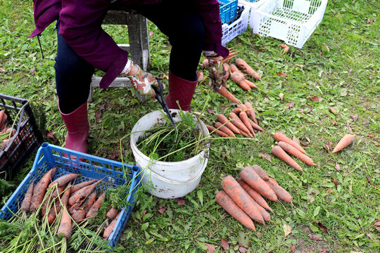 A woman holding scissors, sorting carrots with cut tops into a pile. Vegetable processing in a farm garden on a cloudy autumn day - color horizontal photo - Powered by Adobe