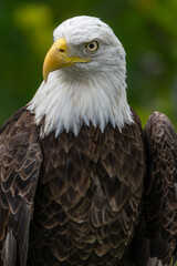 american bald eagle