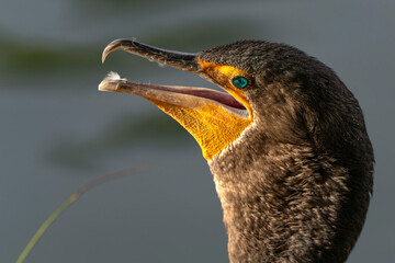 cormoran