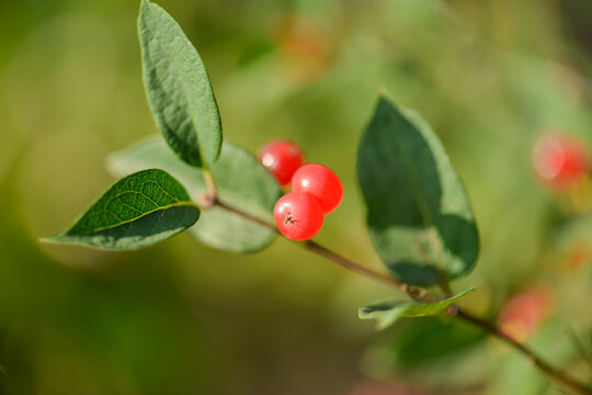 Lonicera insularis, the Ulleungdo honeysuckle, a deciduous shrub native to Ulleungdo and Dokdo islands in Korea, featuring white to yellow flowers and red berries. Photographed in Korea.