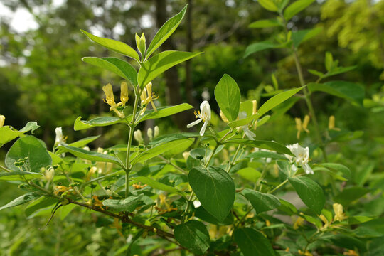 Lonicera insularis, the Ulleungdo honeysuckle, a deciduous shrub native to Ulleungdo and Dokdo islands in Korea, featuring white to yellow flowers and red berries. Photographed in Korea.