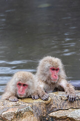 Fototapeta premium Two snow monkeys bathing and relaxing in Japanese onsen in the mountains of Yudanaka in Japan