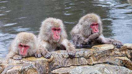 Naklejka premium Group of the snow monkeys bathing in hotspring called japanse onsen during the winter in mountains of Yudanaka in Japan