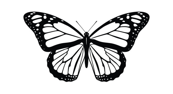 Vector illustration of monarch butterfly illustration