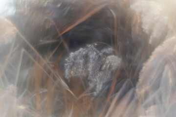 Abstract soft focus background of reed texture