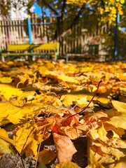 Yellow fallen leaves surrounding wooden park bench, autumn daylight scene expressing warmth, peace, and texture of nature simplicity