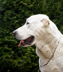 Whtie central asian shepherd dog portrait