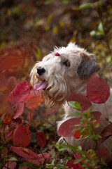 Sealyham terrier dog sittiing in autumn leaves