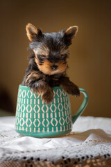Tiny teacup two-month-old yorkshire terrier puppy sits in a tea mug