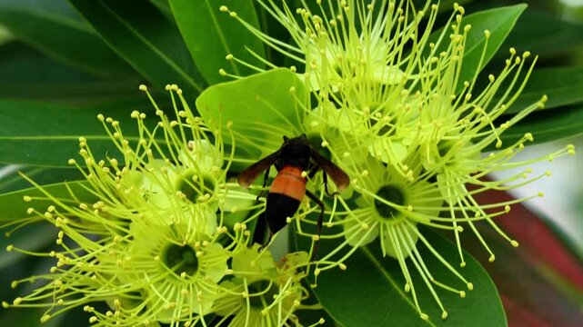 Vespa tropica also known as the greater banded hornet is a large powerful wasp recognized for its striped abdomen strong flight and important role in natural ecosystems
