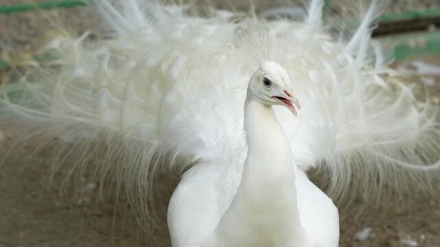 A white Indian peacock opens its stunning tail creating a radiant display of pure elegant feathers showcasing rare beauty grace and the mesmerizing charm of this unique bird