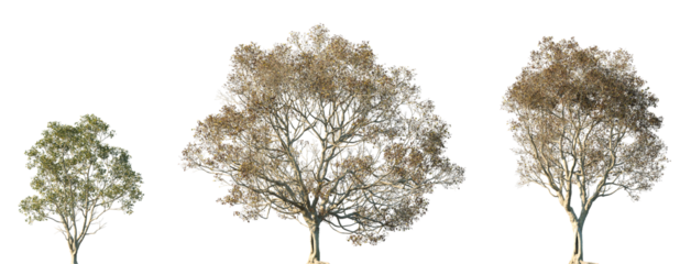 Set of autumn Zelkova serrata (Japanese zelkova, Japanese elm, keyaki, or keaki) frontal street trees isolated png in sunny daylight on a transparent background perfectly cutout