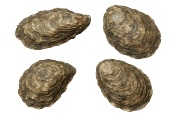 A collection of four raw oysters with detailed textures displayed on a plain black background. The oysters are presented from different angles