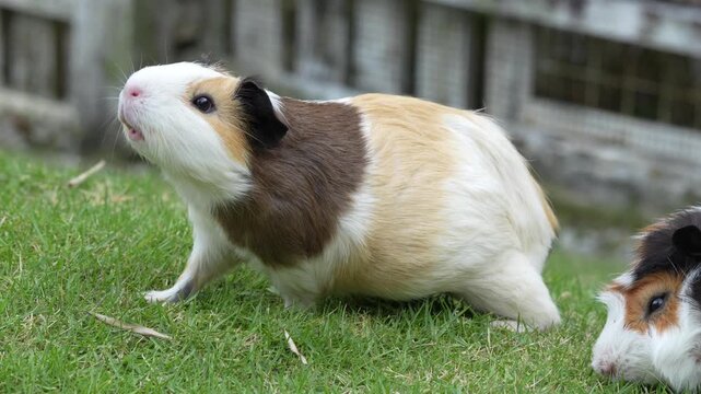 long haired guinea pig with flowing reddish brown coat resembling peruvian or sheltie silkie breed perfect for pet photography and small animal enthusiasts