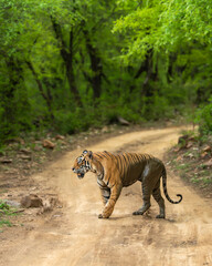 wild adult male bengal male tiger or panthera tigris walking crossing scenic forest road track in natural green background ranthambore national park forest reserve sawai madhopur rajasthan india asia