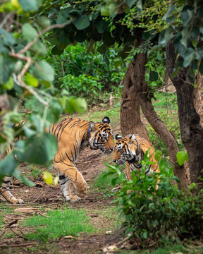 Two Radio collar male and female wild bengal tiger or panthera tigris for wildlife tracking mating pair making love in rainy monsoon environment sariska national park forest reserve rajasthan india