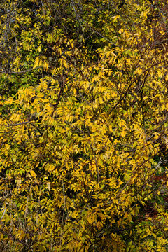 Yellow spicebush, common spicebush, northern spicebush, wild allspice, or Benjamin bush leaves (Lindera benzoin)