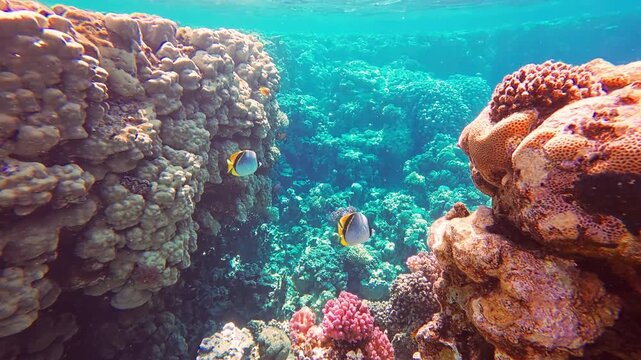 Vivid underwater scene showing two tropical fish swimming among vibrant coral formations in clear turquoise water. The sunlight filtering through the surface highlights textures and colors of reef