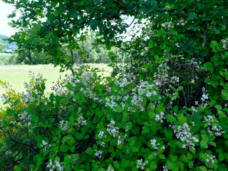 Kwitnące śródpolne krzewy Jeżyny,  (Rubus L.)   Dziki krzew Jeżyny inaczej zwanej  ostrężyną   jest nielubianą ze względu na kolce ale dostarcza  smaczne i zdrowe owoce © JDziedzic