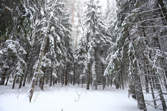 Karakan Pine Forest covered by snow. National forest situated in Siberia. Winter wonderland.