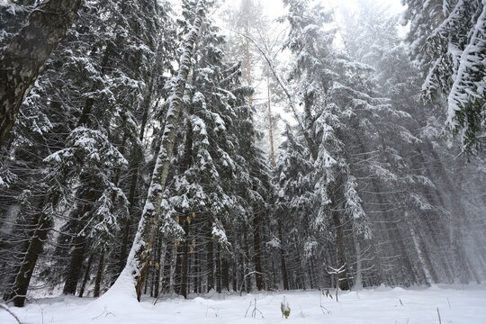 Karakan Pine Forest covered by snow. National forest situated in Siberia. Winter wonderland.