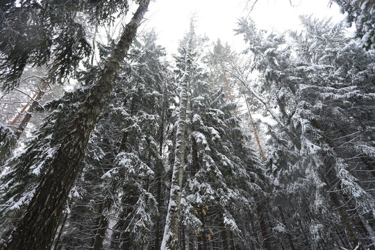 Karakan Pine Forest covered by snow. National forest situated in Siberia. Winter wonderland.