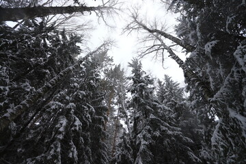 Karakan Pine Forest covered by snow. National forest situated in Siberia. Winter wonderland.